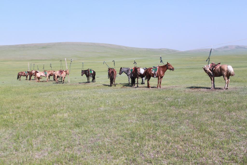 Nomad Horse Camp Pensionat Nalayh Exteriör bild